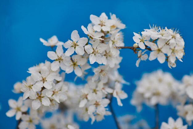 Malus pumila appletree en pequeño DOF