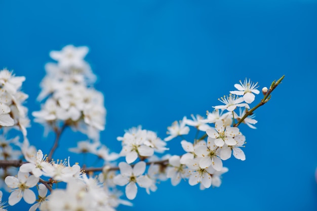 Malus pumila appletree en pequeño DOF