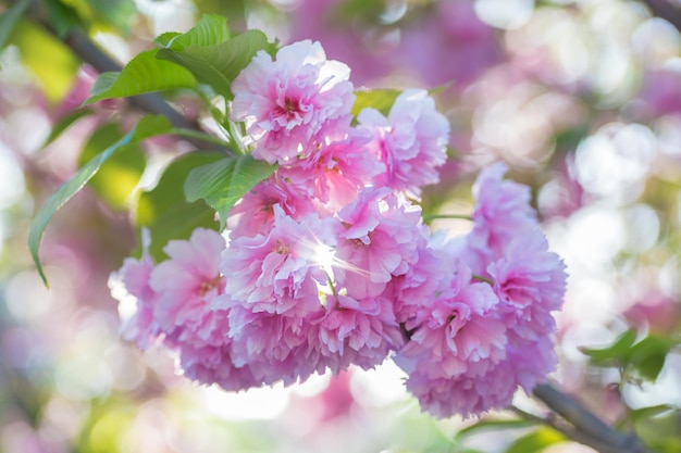 Malus pumila appletree en pequeño DOF