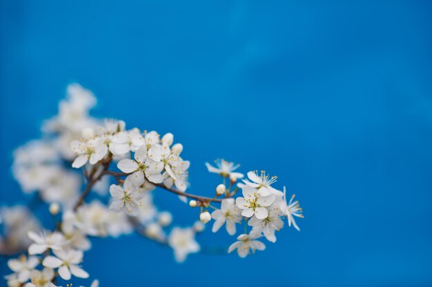 Malus pumila macieira em dof pequeno