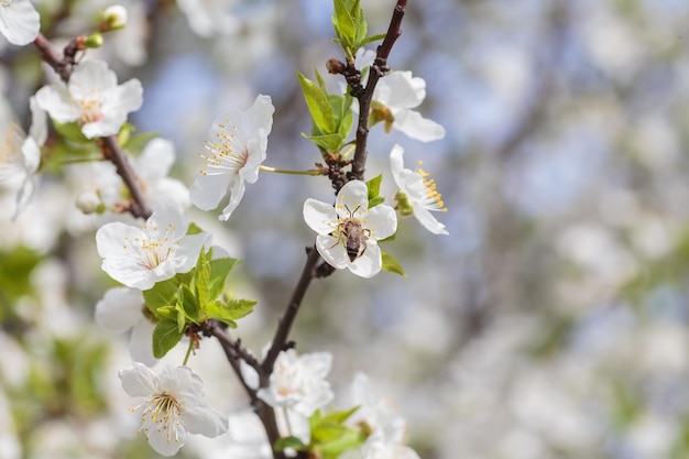 Malus pumila macieira em DOF pequeno