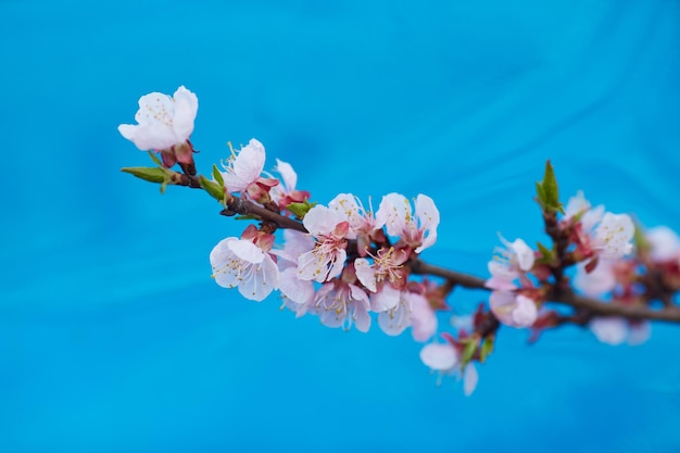 Malus pumila macieira em dof pequeno