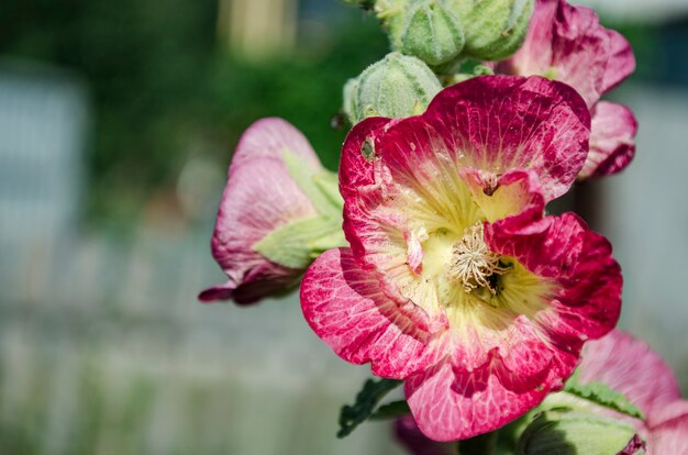 Malva decorativa de jardim rosa em flor no verão no jardim