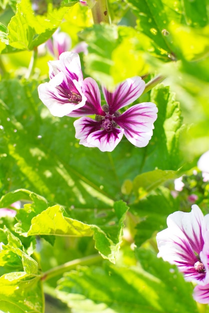 Malva floreciente en un macizo de flores