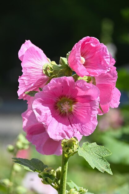 Malva floreciente