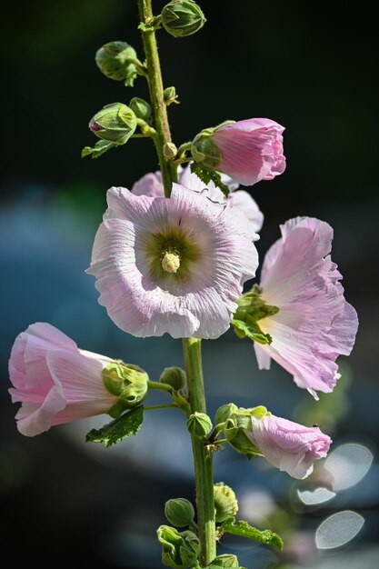 Malva florida