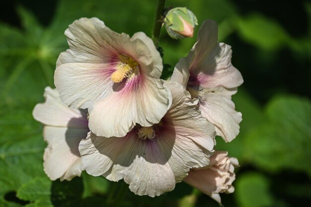 Malva florida