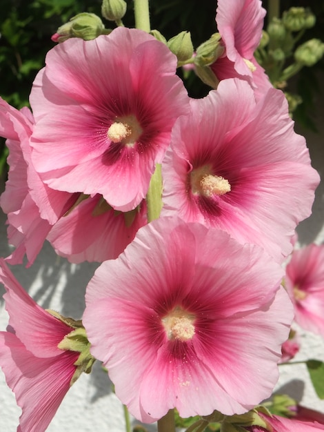 Foto malva de jardín lcea althea rosea