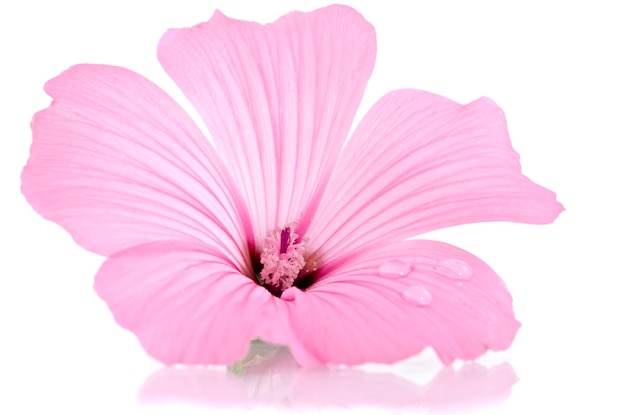 Malva rosa. Malvas