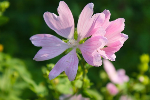 Malva rosa salvaje