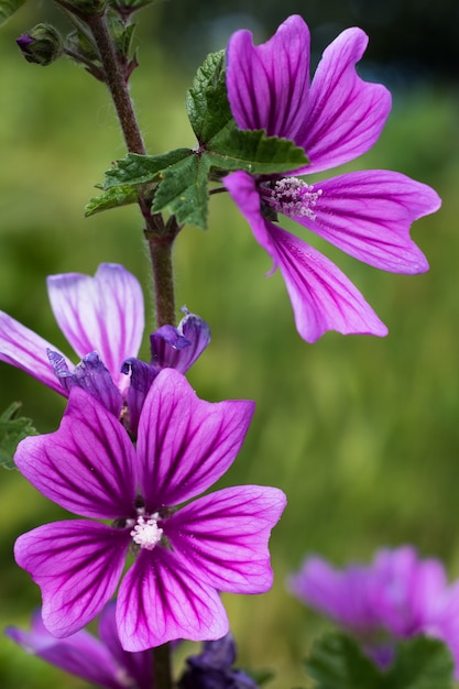 Foto malva sylvestris flores.