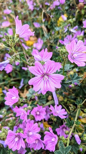 Malva sylvestris lila Blume Foto geeignet für Hintergründe