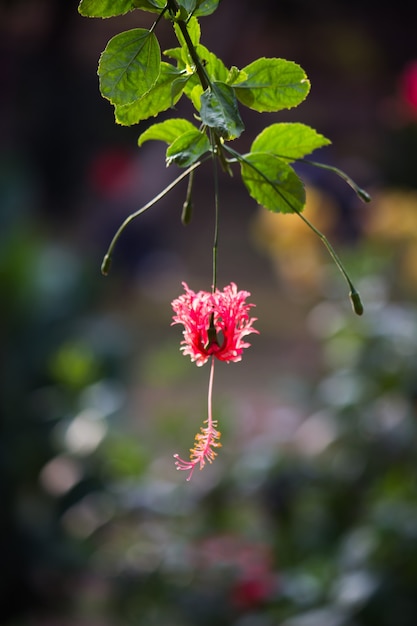 Malvaceae oder Hibiskusblüte in voller Blüte im Frühling in einem öffentlichen Park in Indien