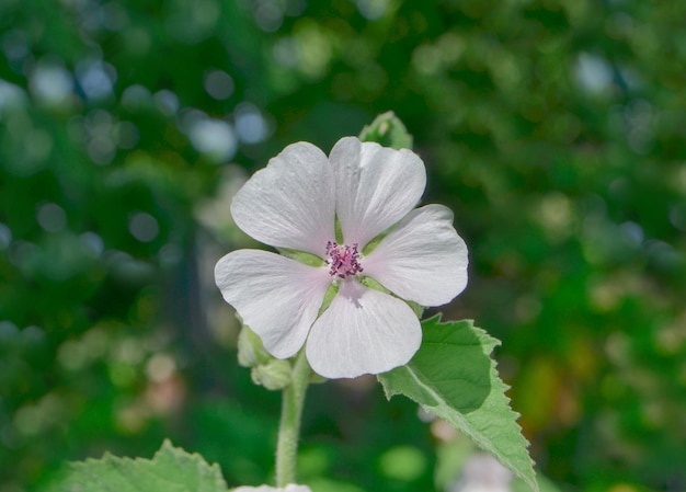 Malvavisco Althaea officinalis flor Malvavisco común en campo