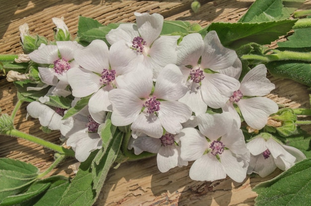 Malvavisco Cummón Althaea officinalis