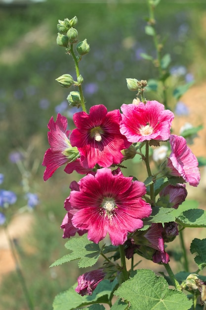 Malvaviscos que florecen en el jardín