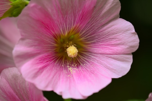 Malvenblüte Nahaufnahme