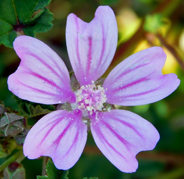 Malvenviolette Blüte im Makro