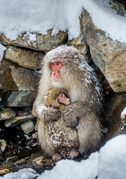 Mamá con un bebé del macaco japonés está sentada cerca de las piedras