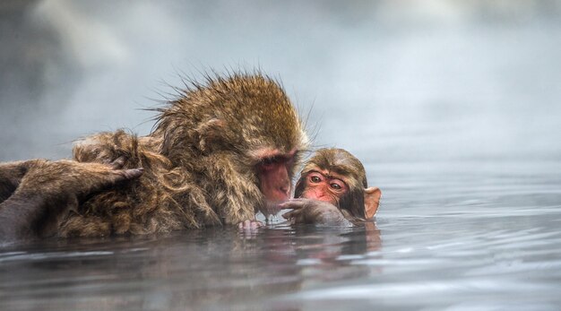 Mamá y bebé macacos japoneses están sentados en el agua en una fuente termal. Japón. Nagano. Parque de los monos Jigokudani.