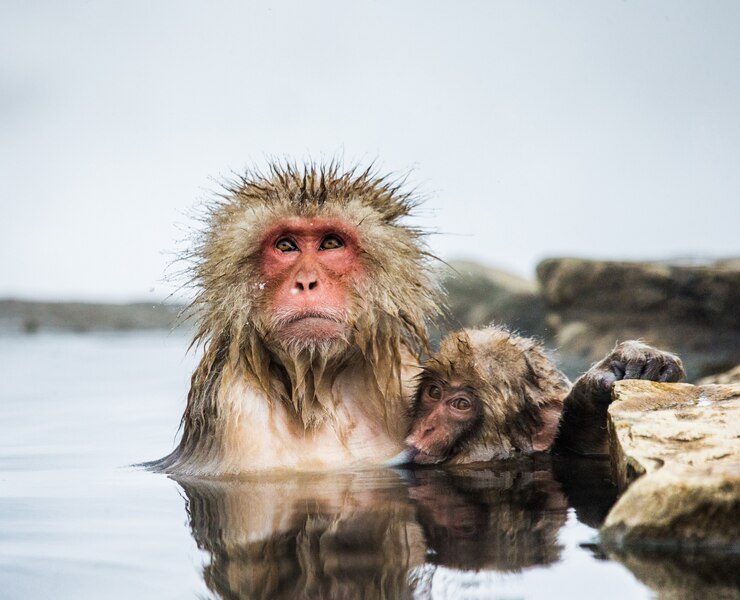 Foto mamá y bebé macacos japoneses están sentados en el agua en una fuente termal