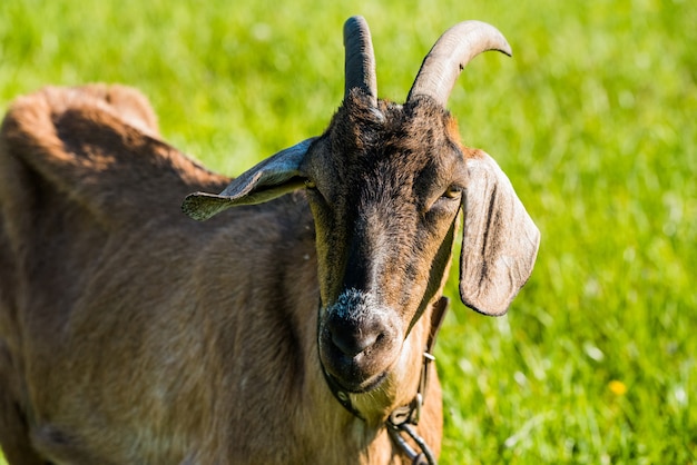 Mamá Cabra cerrar perfil afuera en una granja. Retrato de cabra con cuernos sobre hierba verde.