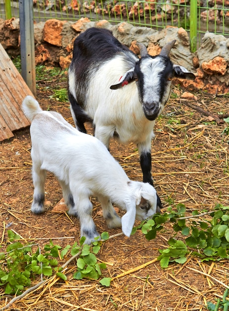 Mamá cabra y su bebé, kibutz Israel