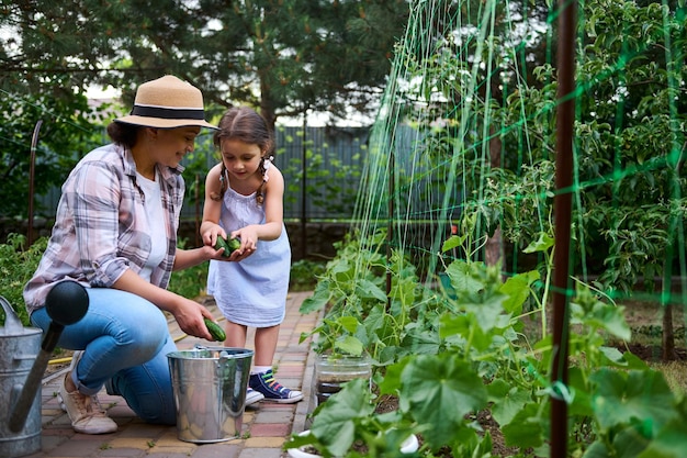 Mamá e hija cosechando pepinos en la residencia de verano