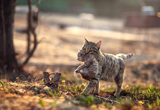 Foto mamá gata arrastra a su bebé entre los dientes