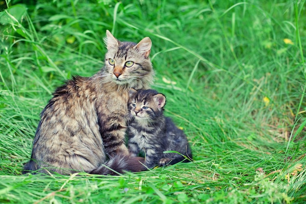 Mamá gata con gatito en la hierba