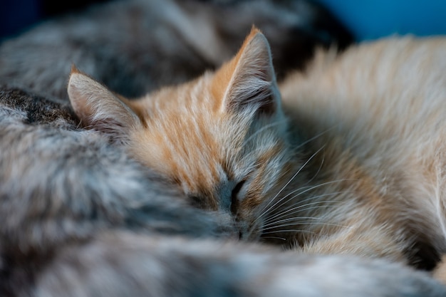 Mamá gata y sus gatitos