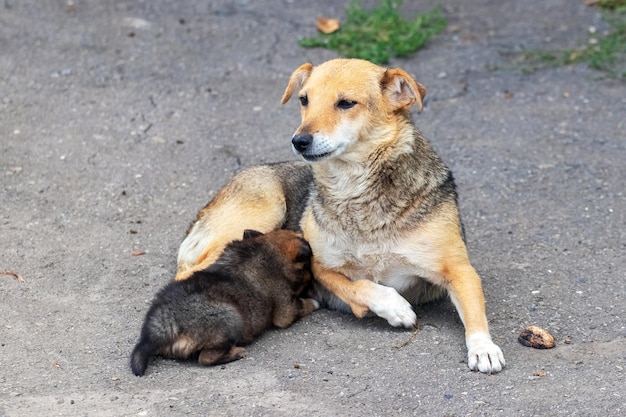 Mama Hund füttert einen kleinen Welpen Welpe trinkt Milch aus den Brustwarzen der Mutter