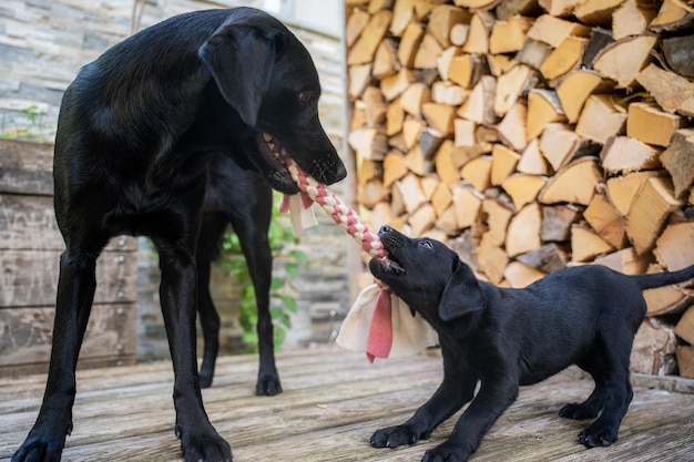 Mamá labrador retriever negra y su adorable cachorro jugando y tirando de un juguete