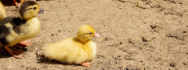 Mamá pato con sus patitos.