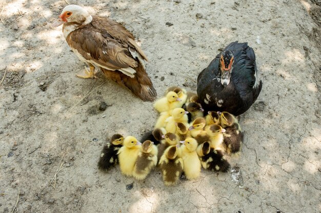 Mamá pato con sus patitos.