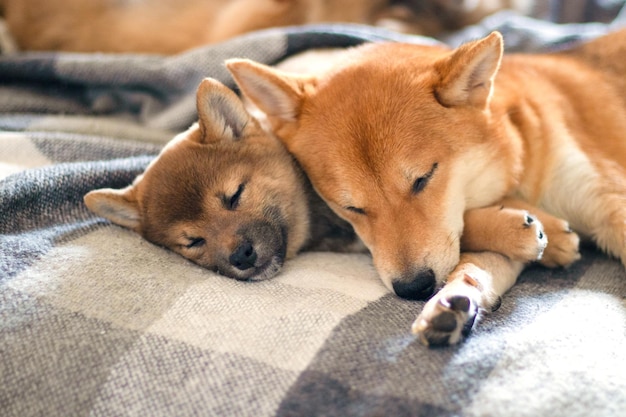 Mamá perro duerme con su hijo cachorro Perros shiba inu japoneses