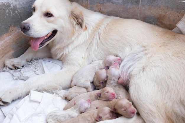 Mamá perro golden retriever alimentando a un cachorro recién nacido con leche en un tubo de cemento