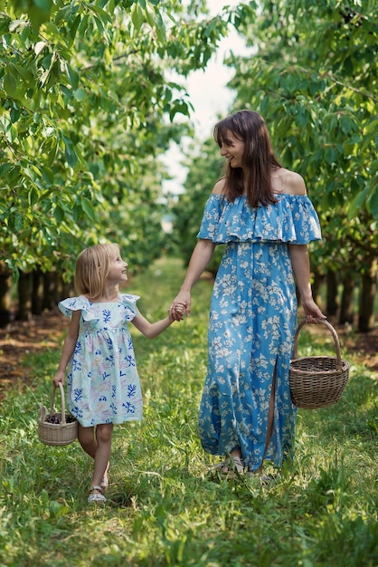 Mamá y su hija en el huerto de bayas cosechando cerezas rojas maduras en la canasta de mimbre la alegría