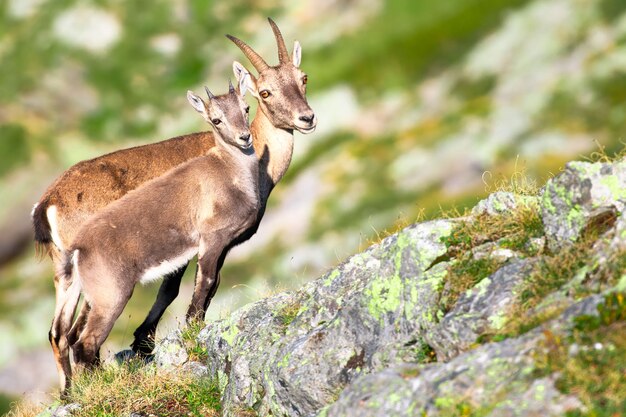 Mama und kleiner Steinbock schauen den Fotografen an