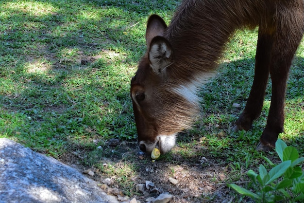 mamãe animal