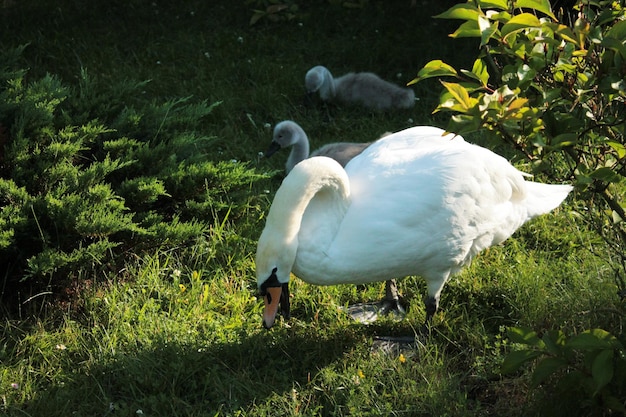 Mamãe cisne assobia grama e cuida de seus filhotes