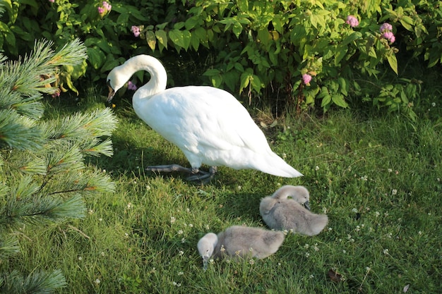 Mamãe e dois cisnes estão procurando vermes e insetos no prado