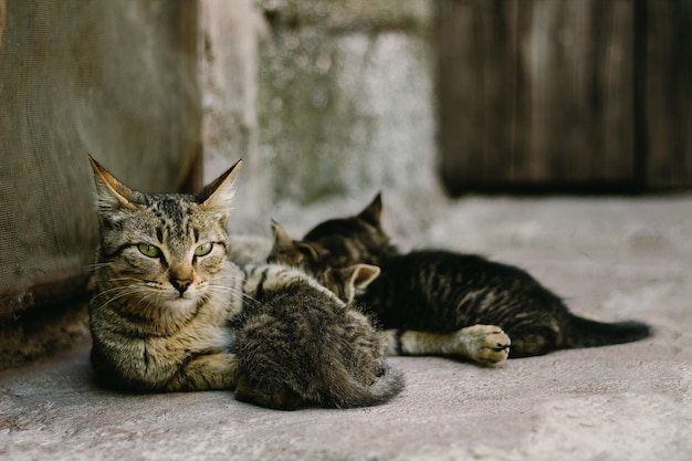 Mamãe gata abraçando seu gatinho recém-nascido