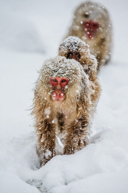 Mamãe macaco japonês com um bebê nas costas vai para a fonte termal na neve profunda