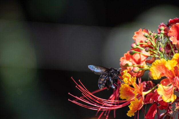 Mamangava Biene schöne Biene bestäubt schöne Blumen im Herbst Brasiliens selektiver Fokus