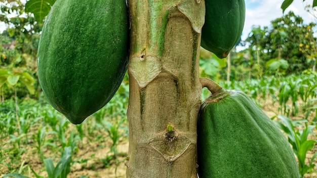 Mamão em uma árvore em uma fazenda