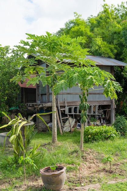 Mamão na área do quintal mamão verde na árvore