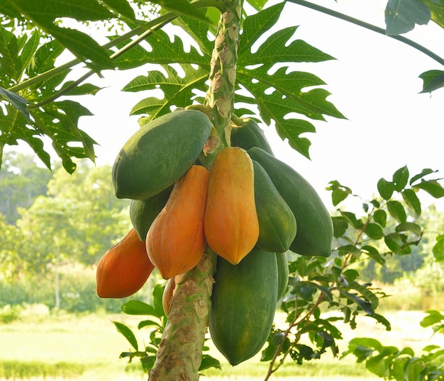 Mamão no pomar da Tailândia fruite alta betacaiotina