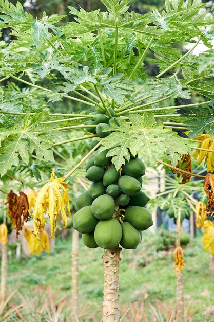 Mamão verde orgânico tropical com cacho de frutas