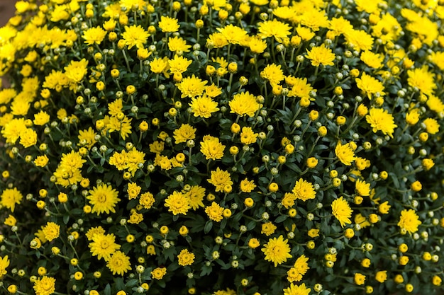 Mamás florecientes en alrge quantaties en el jardín.